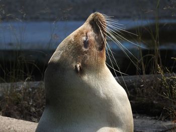 Close-up of an animal