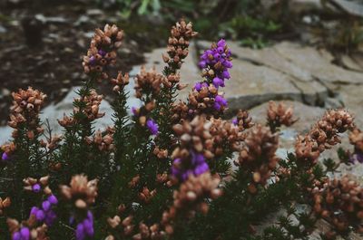 Close-up of purple flowering plants