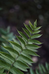 Sorbarium leaf close-up. a perfect background for your purposes.