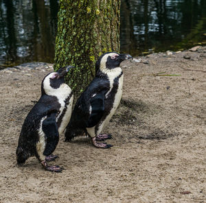 View of two birds on land