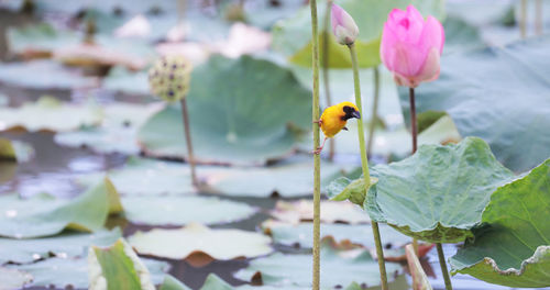 Close-up of insect on flower