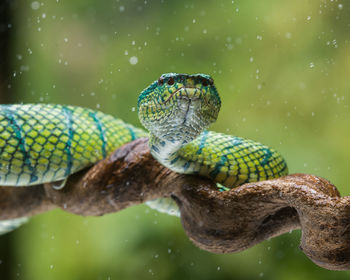 Close-up of lizard