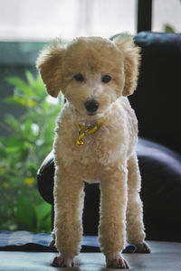 Portrait of cute puppy