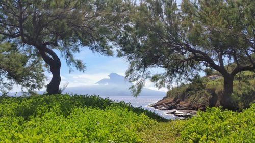 Scenic view of sea against trees