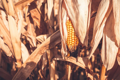 Close-up of crops on field