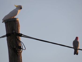 Low angle view of bird perching on wooden post against sky