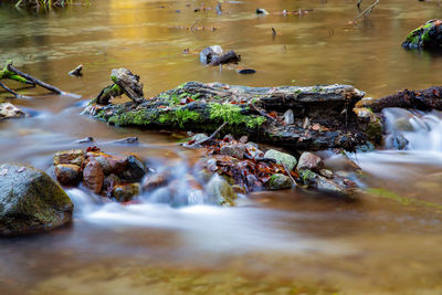View of birds in lake
