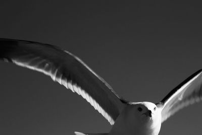 Low angle view of eagle flying against clear sky