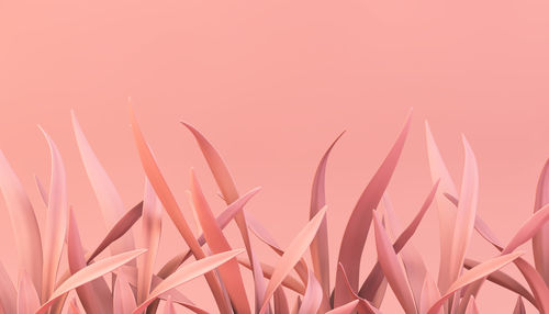 Close-up of leaves against peach background