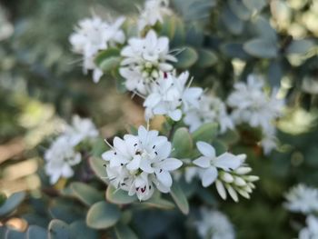Close-up of white flowering plant
