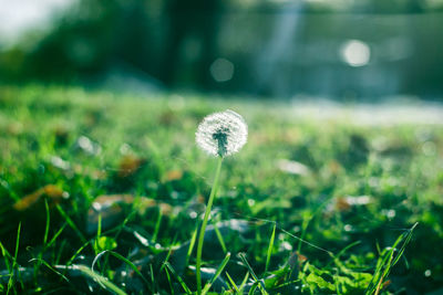 Close-up of dandelion growing on field