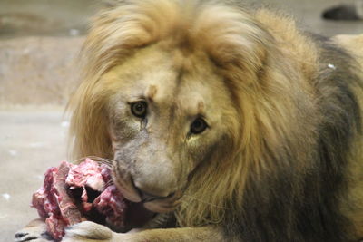 Close-up of a lion