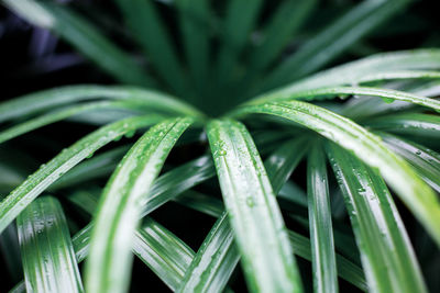 Full frame shot of wet plant