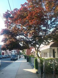 Street amidst trees and buildings in city