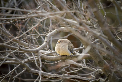 Close-up of bird perching on nest