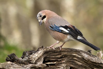 Close-up of bird perching on branch