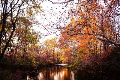 Low angle view of river amidst trees during autumn