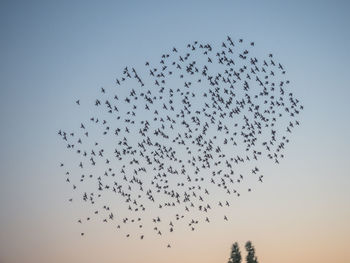 Low angle view of birds flying in sky