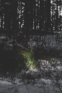 Trees in forest