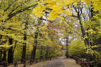 Footpath amidst trees in park
