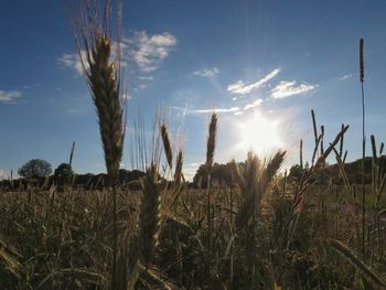 Close-up of wheat growing on field against sky