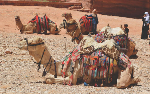 Side view of camels sitting at desert