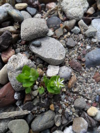 Pebbles on rocks