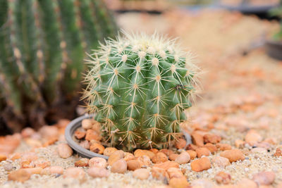 Close-up of cactus plant