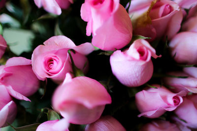 Close-up of pink flowers