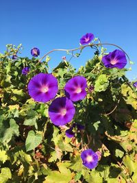 Close-up of purple flowers blooming outdoors