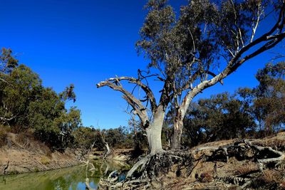 Bare trees in forest against blue sky