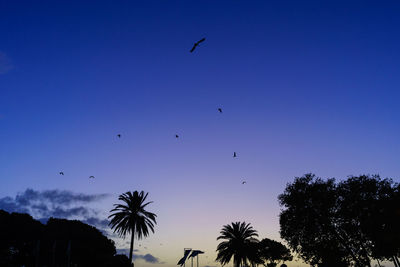 Low angle view of birds flying in sky