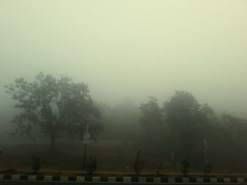 Trees in foggy weather