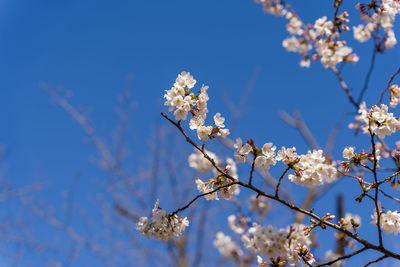 Low angle view of cherry blossoms against blue sky