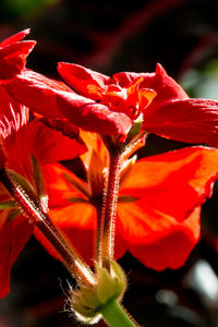 Close-up of fresh red day lily blooming outdoors