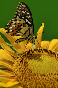 Close-up of butterfly pollinating on sunflower