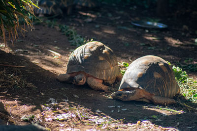 View of a turtle on field