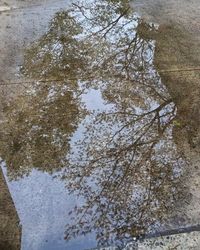 Reflection of trees in water