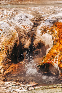 Close-up of jellyfish on rock in sea