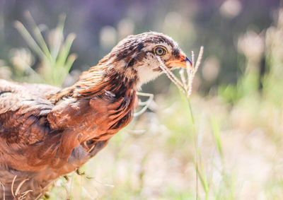 Close-up of a chick