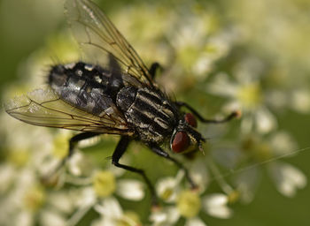 Close-up of fly on flower