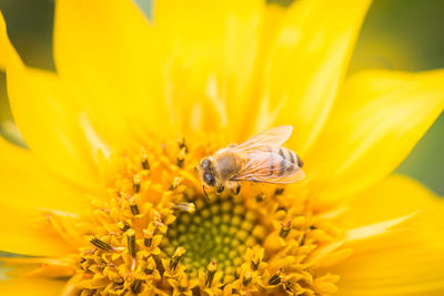 Bee pollinating flower