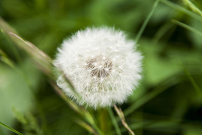 Close-up of white flower