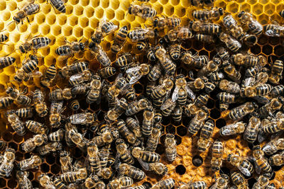 Close-up of bee on the wall