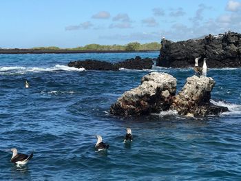 High angle view of seagulls on rock in sea