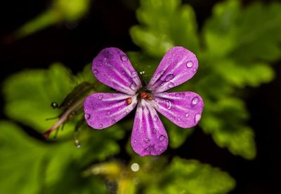 Close-up of wet purple flower