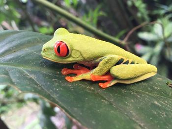 Close-up of frog