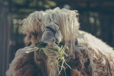 Eating camel