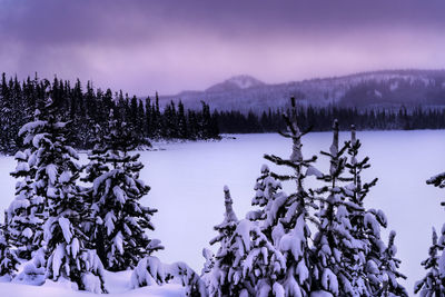 Frozen trees on landscape against sky