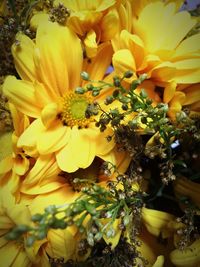 Close-up of insect on yellow flowers